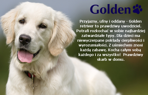BabySafe Golden 0-36 kg cechy